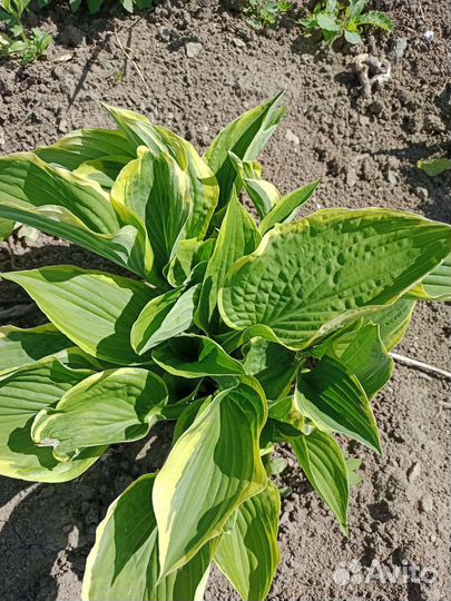 Хоста, антемис, роза парковая, рудбекия