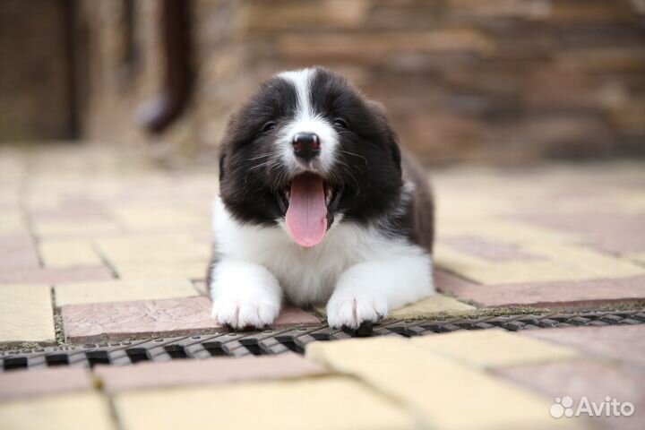 Бордер колли