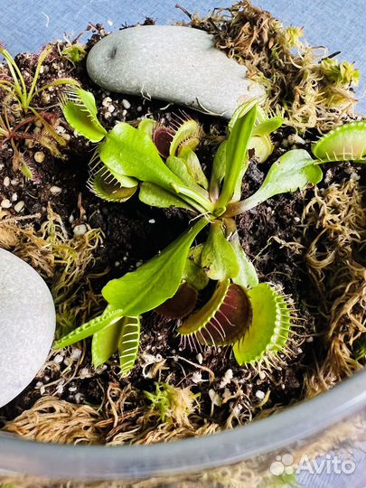 Флорариум с хищными растениями, хищный флорариум