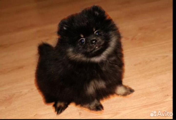 Щенки шпица мини