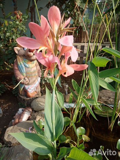 Растения для пруда