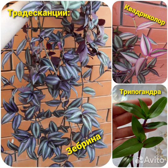 Каллизии традесканции