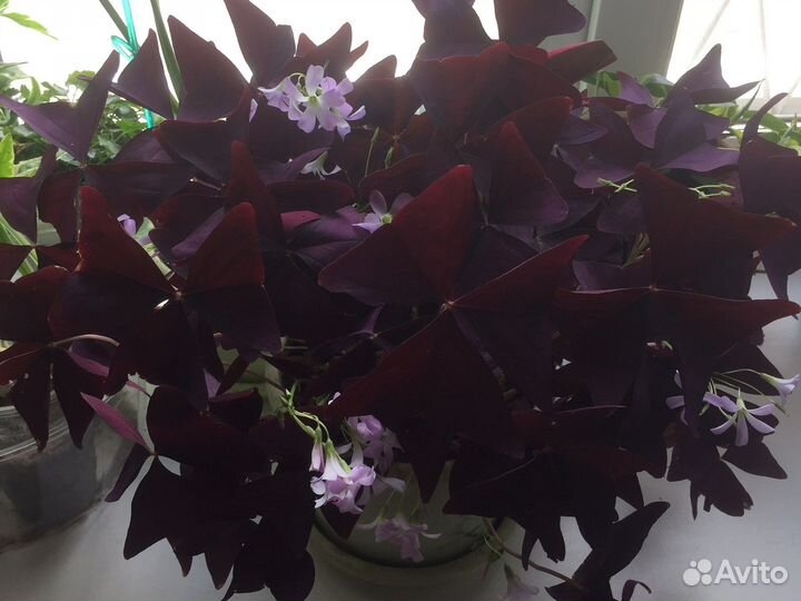 Кислица фиолетовая