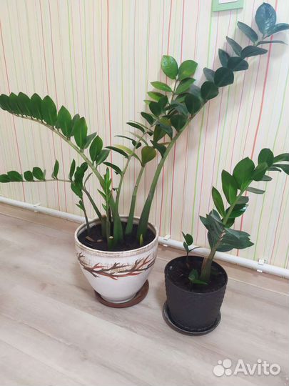 Замиокулькас