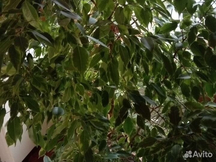 Бенджамина