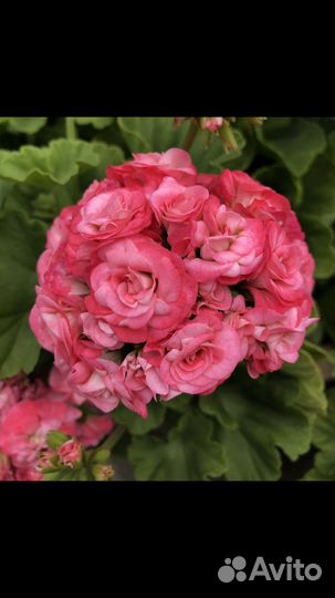 Пеларгонии сортовые