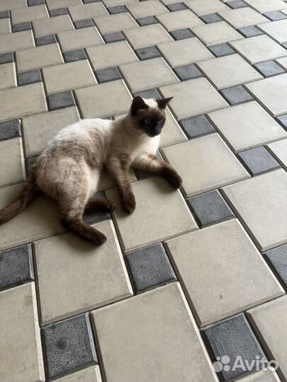 Отдам кота в добрые руки