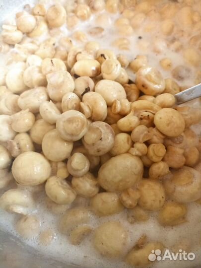 Грибы Опята, Вешенки, Шампиньоны