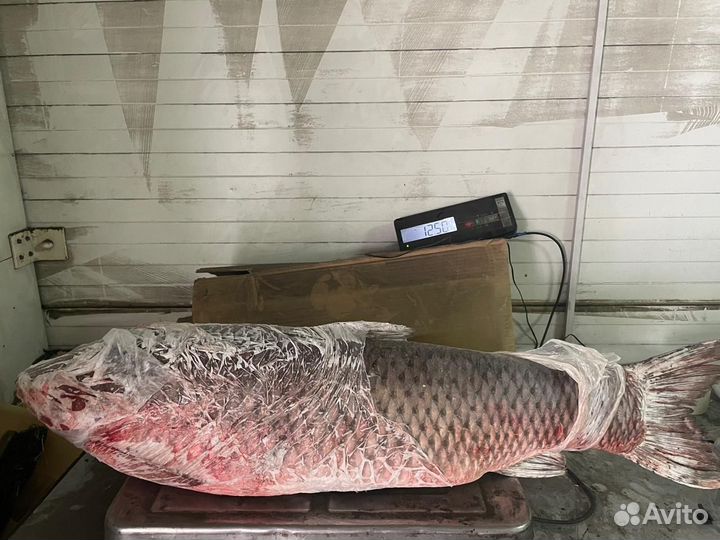 Рыба сазан