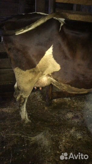 Корова дойная