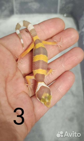 Геккон# эублефар# ящерица#