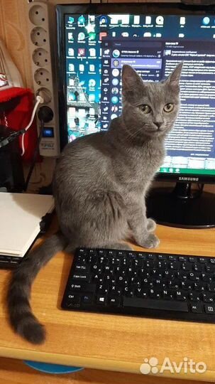 Потерялась кошка