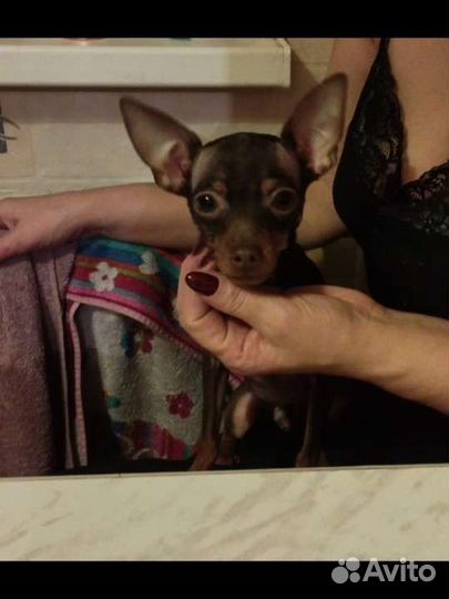 Мальчик на вязку