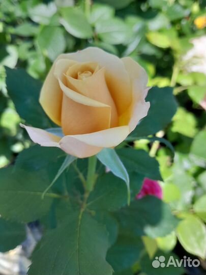 Кустовые розы саженцы