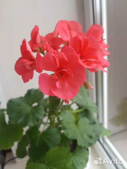 Комнатные растения