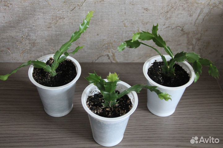 Декабрист белый