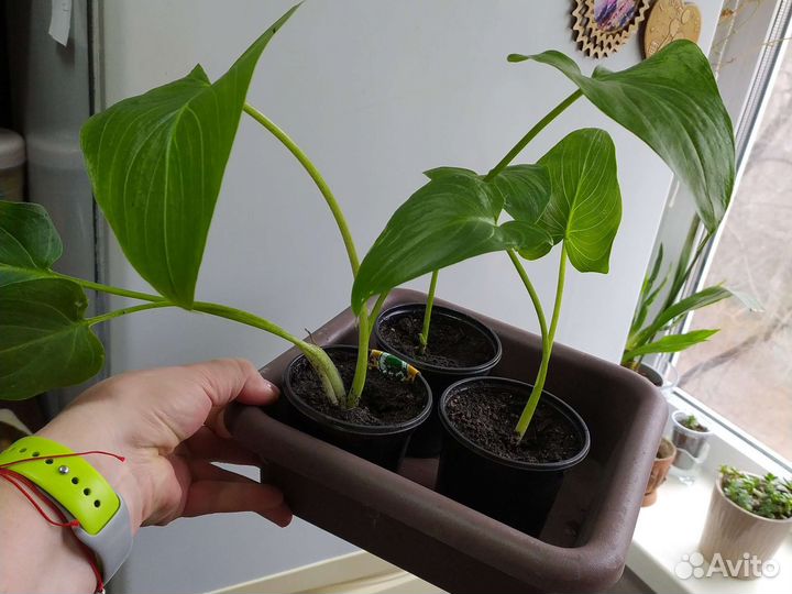 Белые каллы, детки