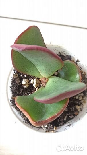 Крассула Silver dollar