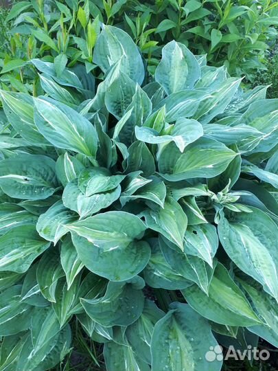 Хоста Стриптиз и Патриот