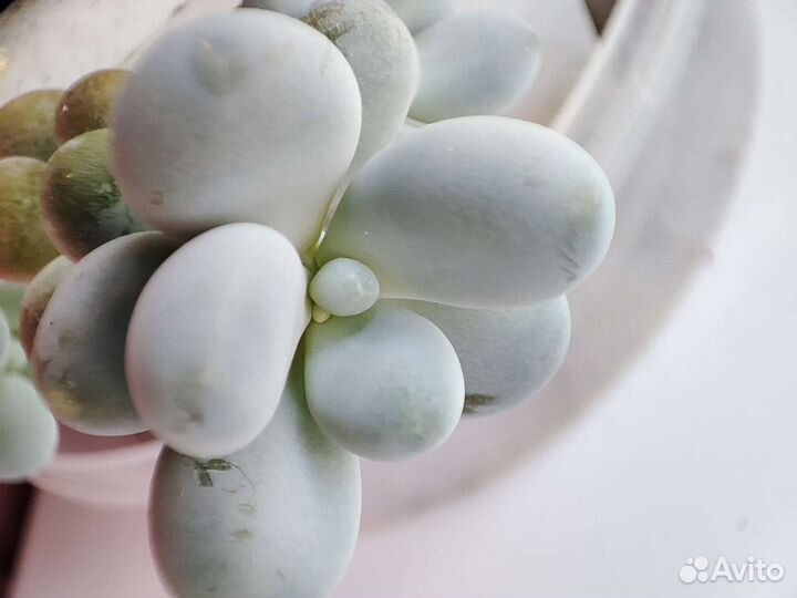 Пахифитум Яйценосный