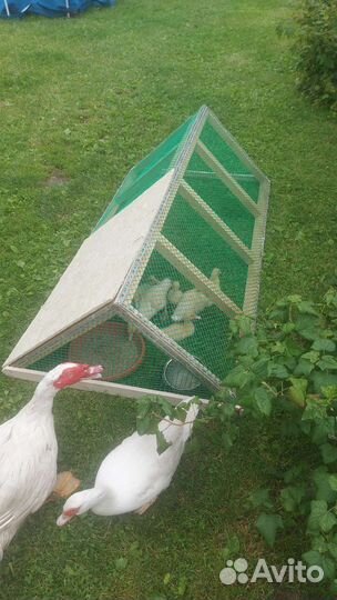 Уличный выгул для цыплят,утят,гусят и т.д