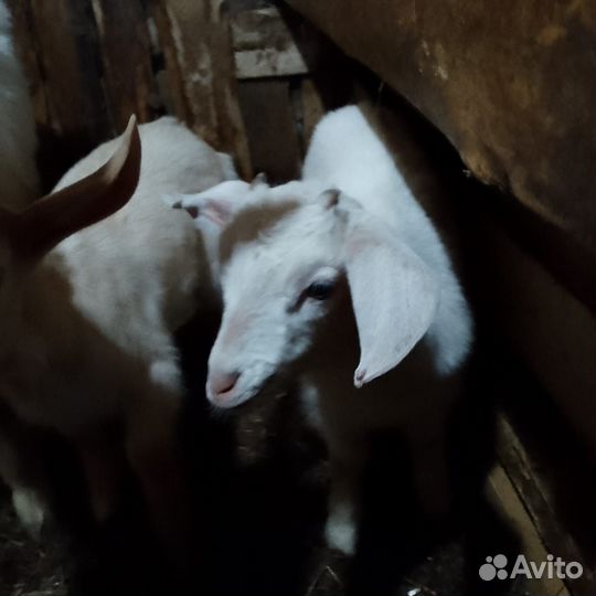 Коза Дойная Зааненская