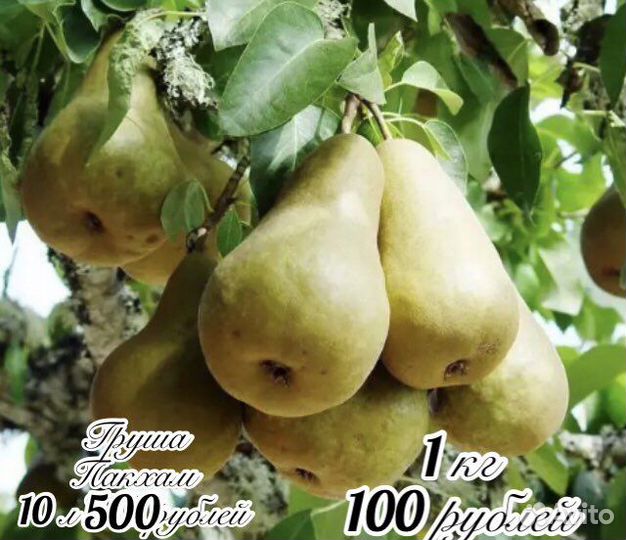 Топинамбур, груша плоды, хрен