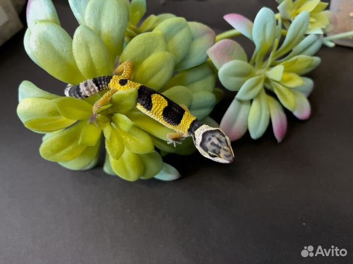 Эублефар, неопред