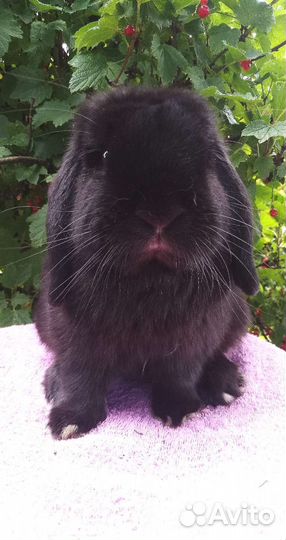 Декоративный вислоухий кролик