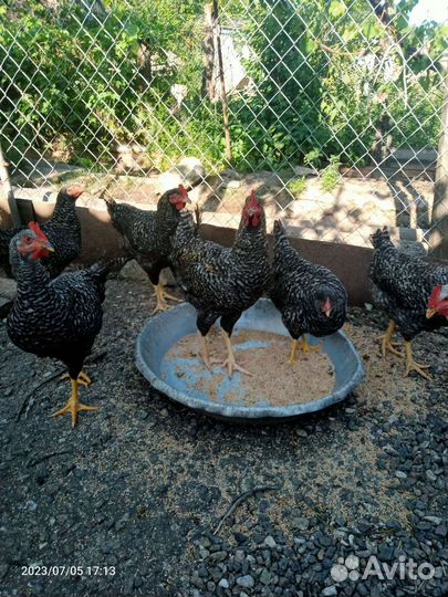 Молодые петухи