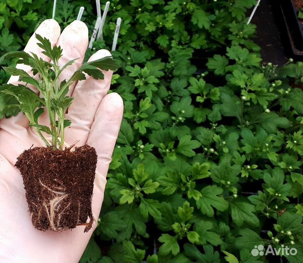 Хризантема мультифлора