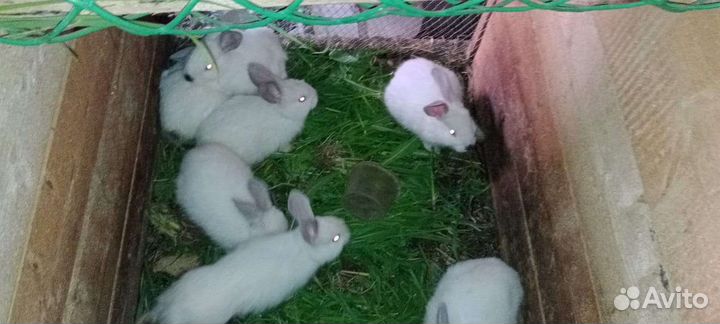 Продажа зайчат