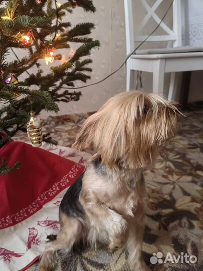 Йоркширский терьер