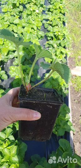 Саженцы клубники