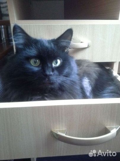 Передержим питомцев