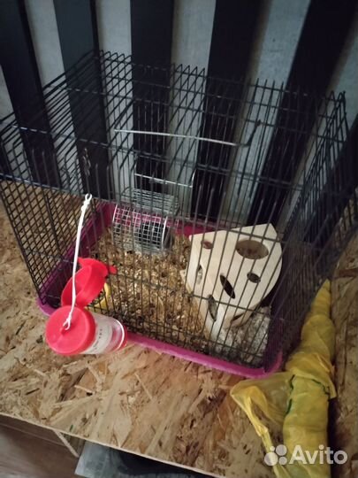 Клетка в месте с хомяком