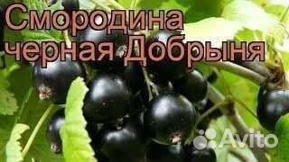 Калина бульденешь