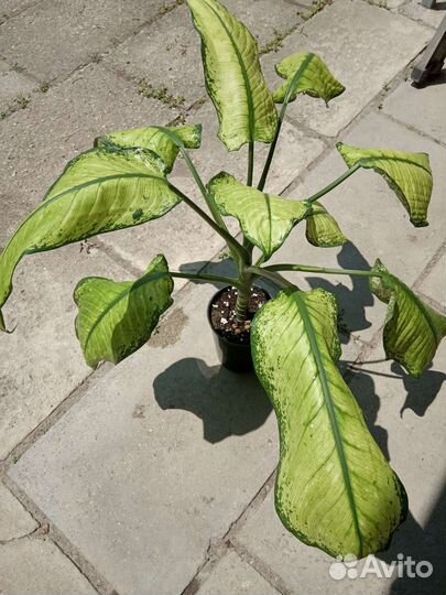 Диффенбахия