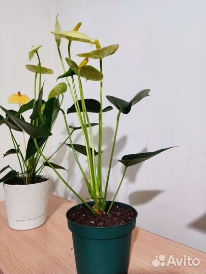 Антуриум Ванилла