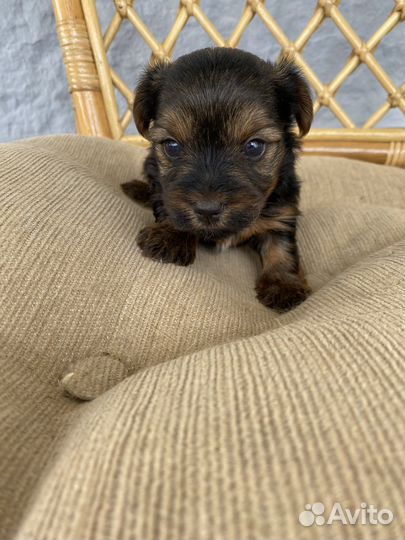 Йоркширский терьер