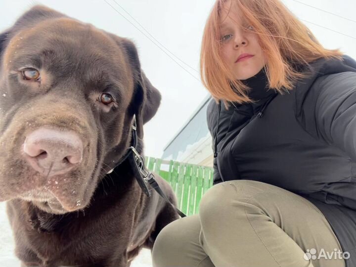 Передержка собак/Догситтер/Зооняня/Выгул