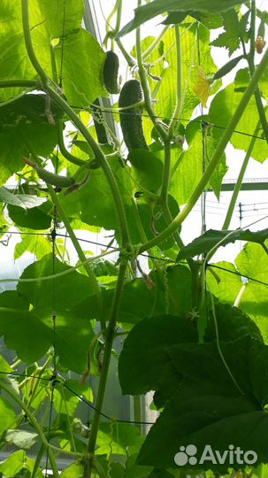 Продукты питания