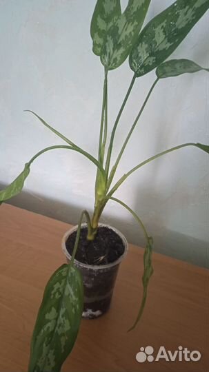 Продам комнатные растения