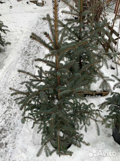 Ели голубые в горшках