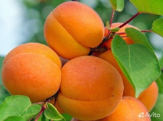 Саженцы Абрикоса