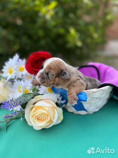 Щенки американского булли