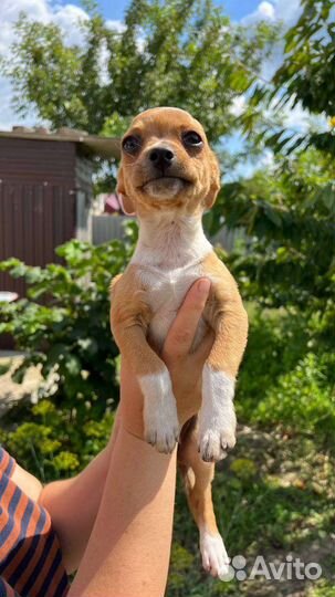 Той-терьер щенки