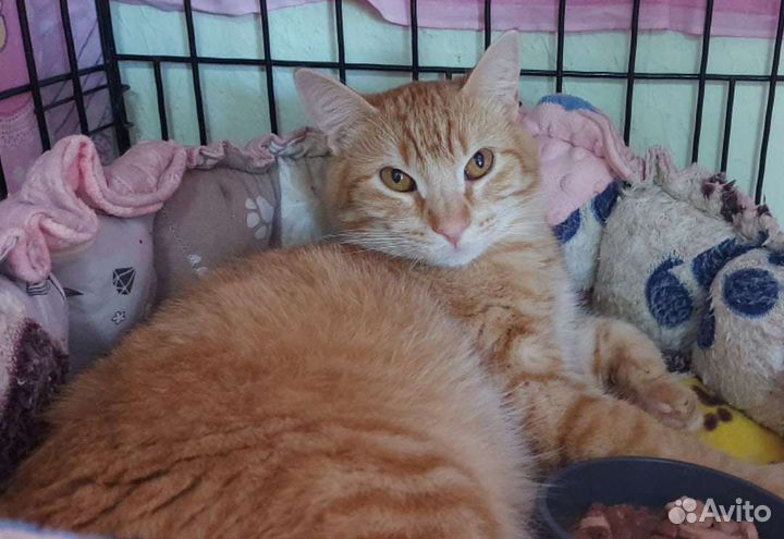 Молодой солнечный котик в добрые руки