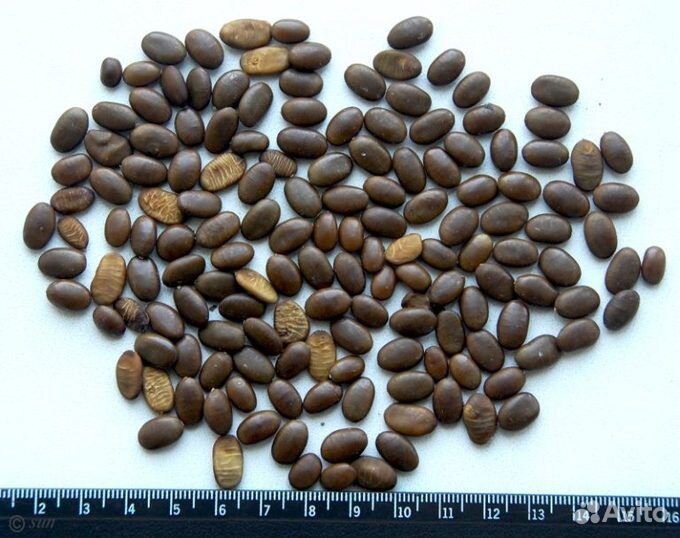 Саженцы гледичия, живая изгородь, медонос, забор