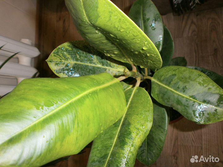 Фикус шривериана